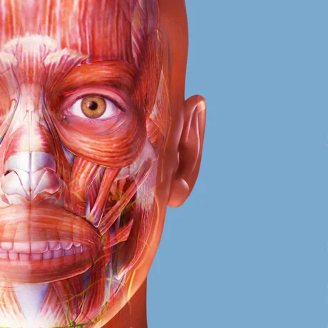 Muscles & Kinesiology iPhone ios iPad Appstore + 