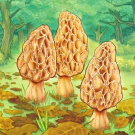 Morels iPhone ios iPad Appstore +БОНУС ИГРЫ 
