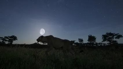 Animalia Survival * STEAM РОССИЯ 🔥 АВТОДОСТАВКА