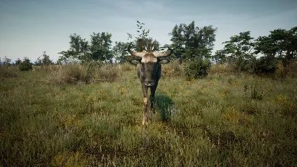 Animalia Survival EggHunt DLC * STEAM 🔥 АВТОДОСТАВКА