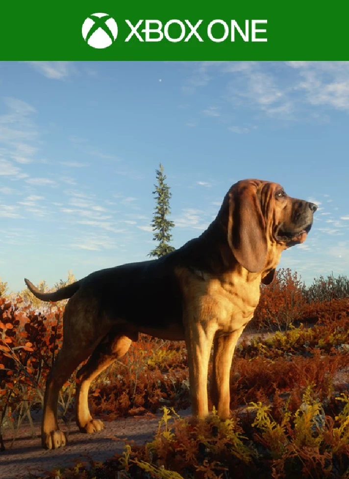 THEHUNTER: CALL OF THE WILD™ - BLOODHOUND❗XBOX KEY❗