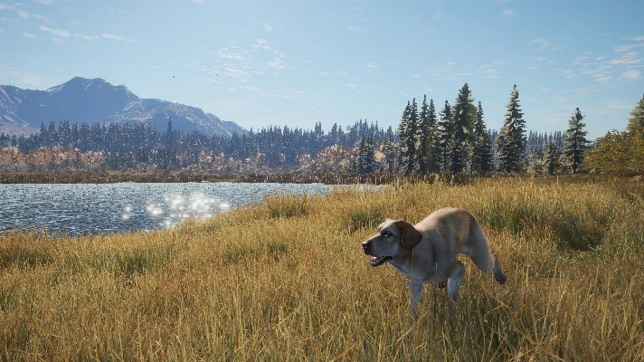 THEHUNTER: CALL OF THE WILD™ - LABRADOR RETRIEVER❗XBOX