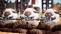 Palworld (Game Preview) Xbox O — фото 3