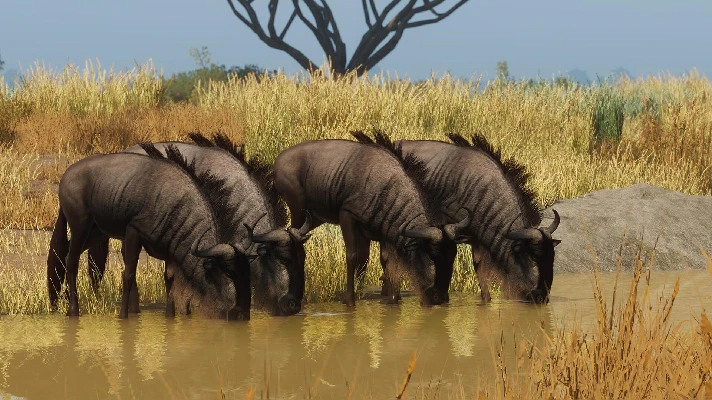 ✅Planet Zoo Grasslands Animal Pack ⚫STEAM🔑KEY⭐DLC🌎ROW