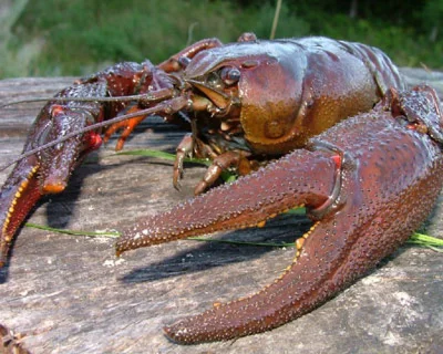 Разведение раков