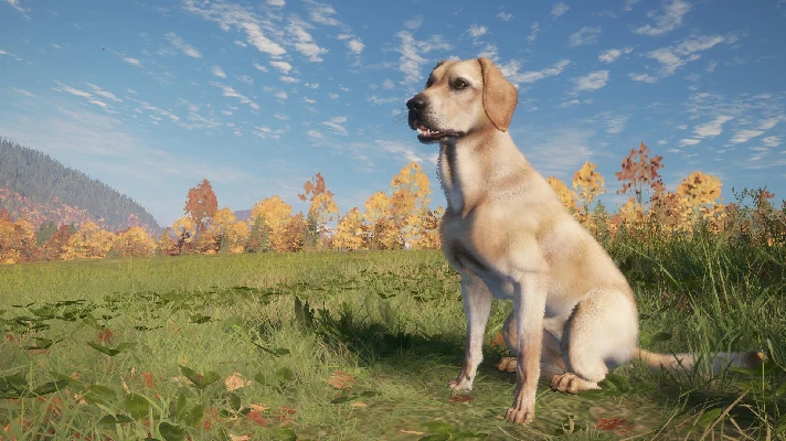 ✅theHunter: Call of the Wild Labrador Retriever ⭐Steam⭐