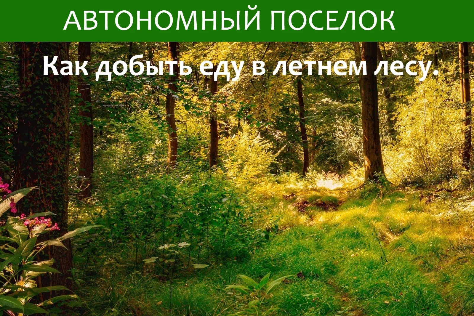 Как добыть еду в летнем лесу. Статья.