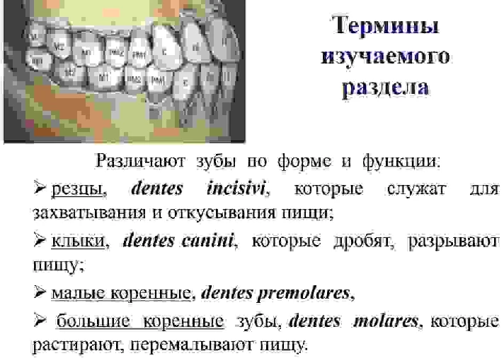 The anatomy of human teeth