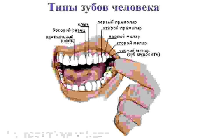 The anatomy of human teeth