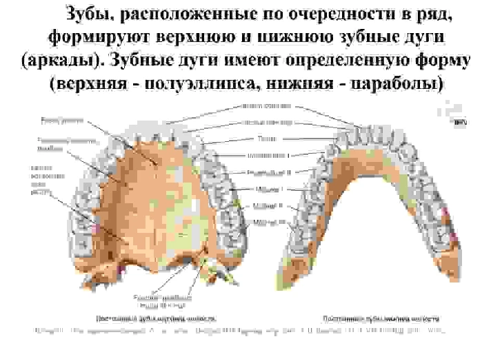 The anatomy of human teeth