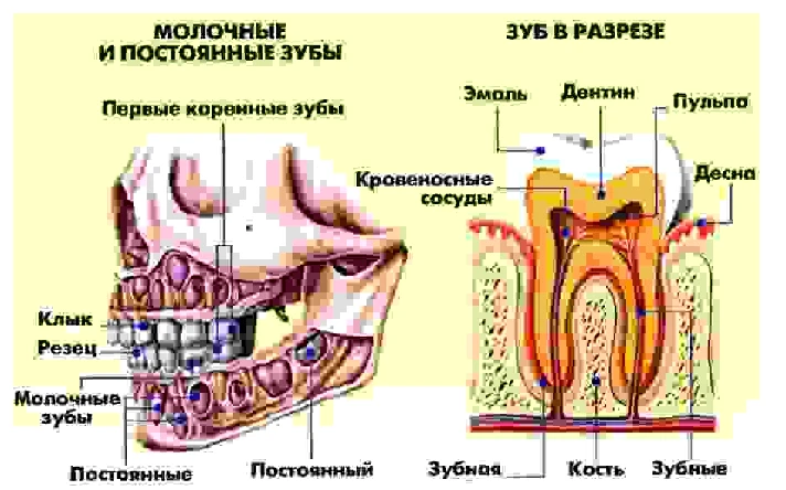 The anatomy of human teeth