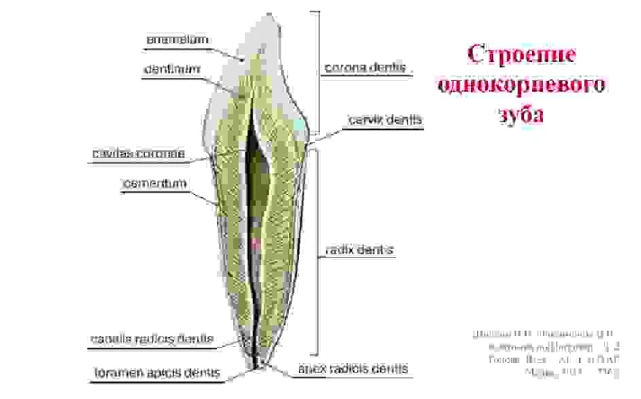 The anatomy of human teeth