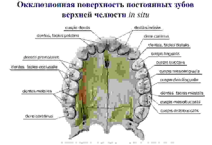 The anatomy of human teeth