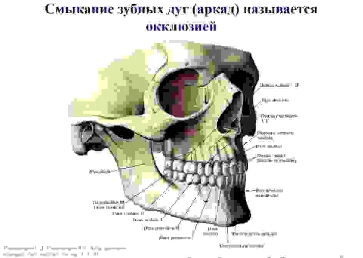 Bite options in humans