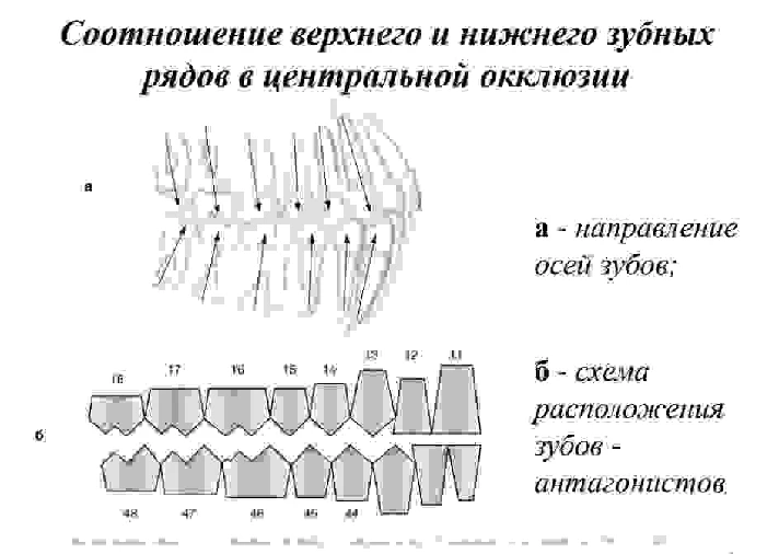 Bite options in humans