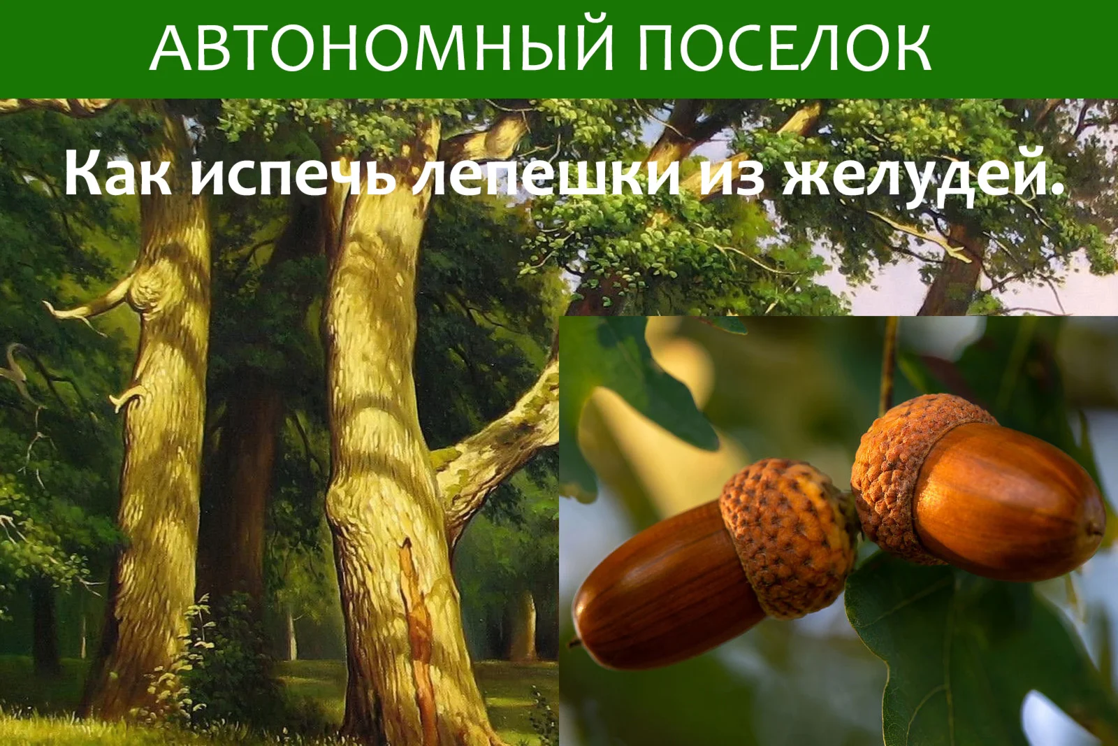 Как испечь лепешки из желудей. Статья