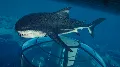 Jurassic World Evolution 2: Pa — фото 3