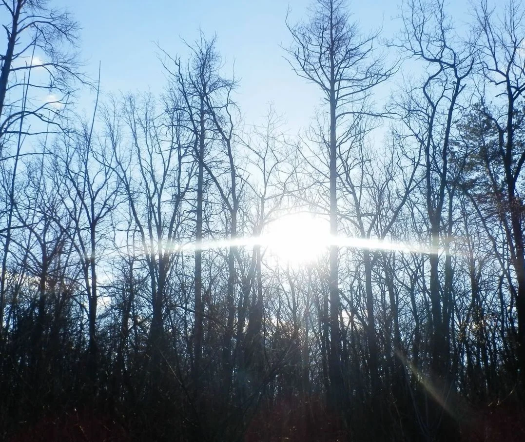 Фотография Закат в осеннем лесу