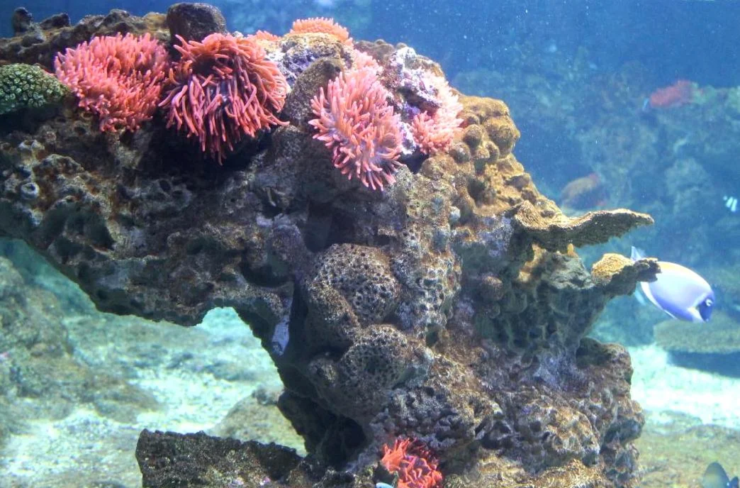 Фотография Подводная жизнь