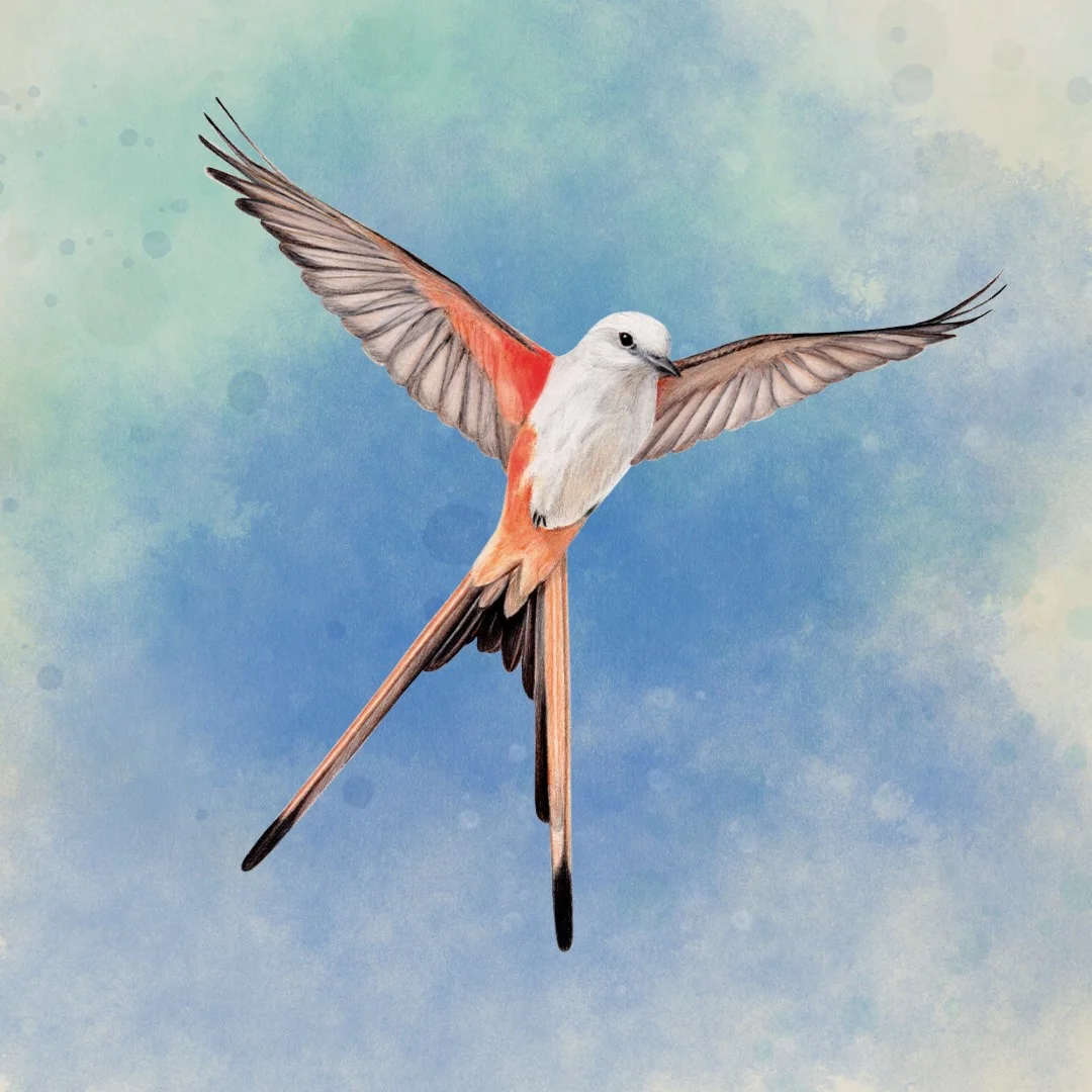 WINGSPAN