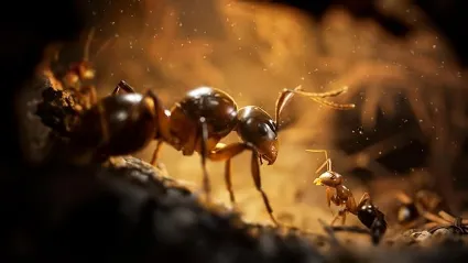 Empire of the Ants Xbox Series X|S