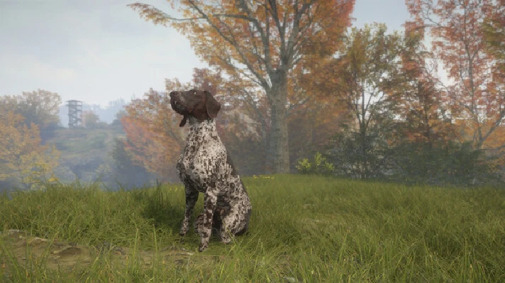 ⚡️theHunter: Call of the Wild- German Shorthaired Point