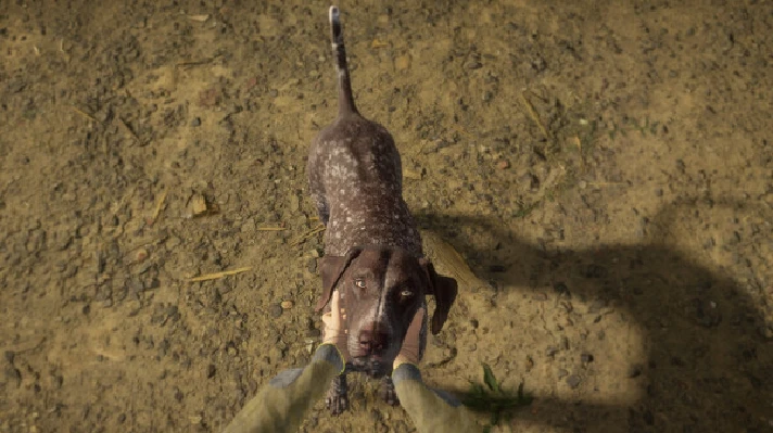 ⚡️theHunter: Call of the Wild- German Shorthaired Point