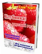 Технология по выращиванию клубники круглый год