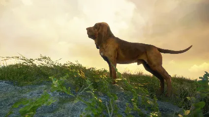 ⭐ theHunter: Call of the Wild - Bloodhound DLC EU Steam