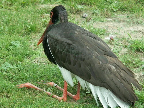 Потрясающие фотографии птиц 29 фото