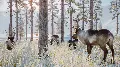 ⚫Planet Zoo: Arctic Pack Steam — фото 4