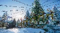 ⚫Planet Zoo: Arctic Pack Steam — фото 2