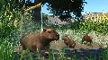 Planet Zoo: Wetlands Animal Pa — фото 2