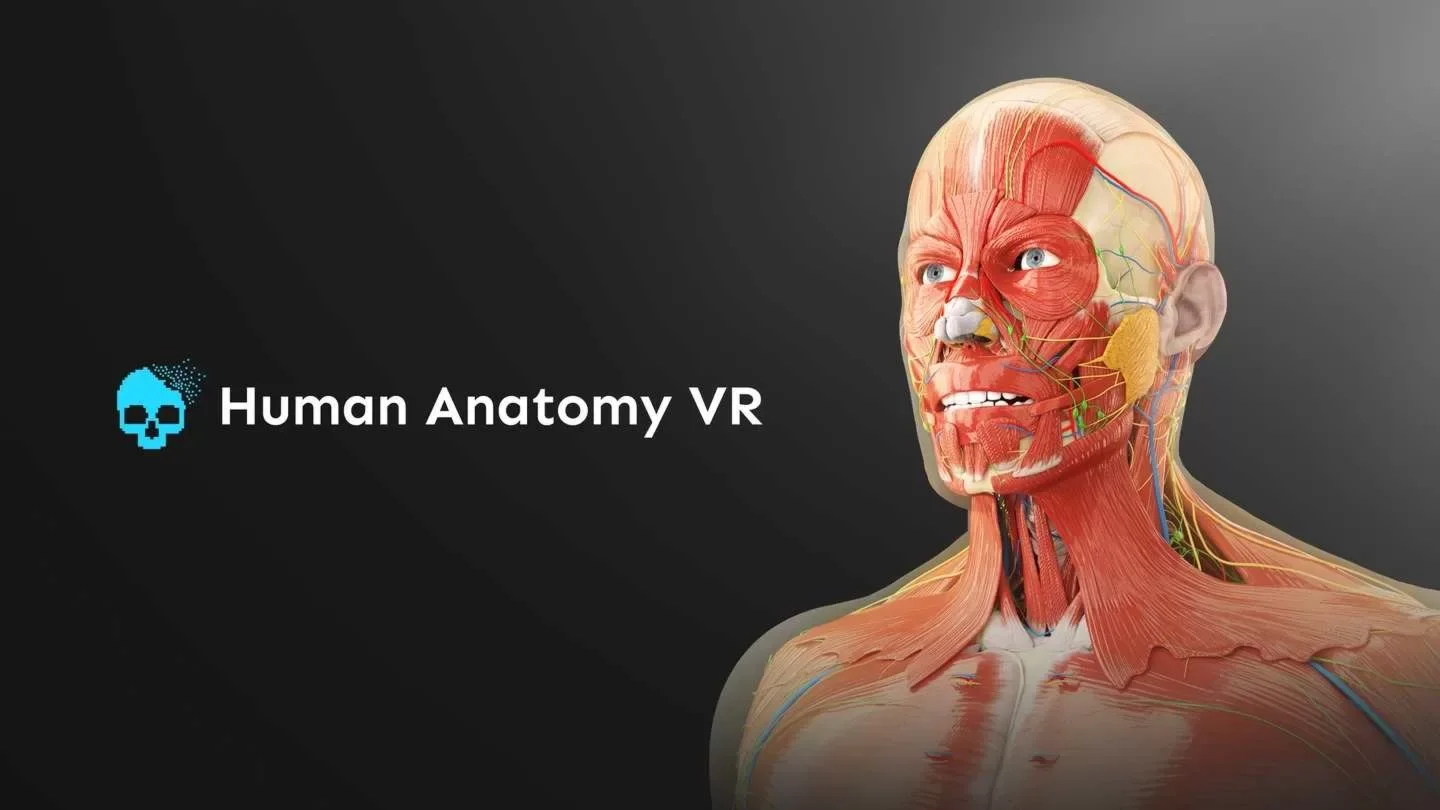 Анатомия человека VR Мета Квест