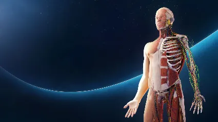 Анатомия человека VR Мета Квест