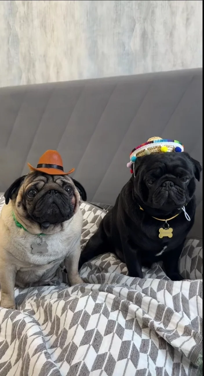 cs2 skins skinhed2011