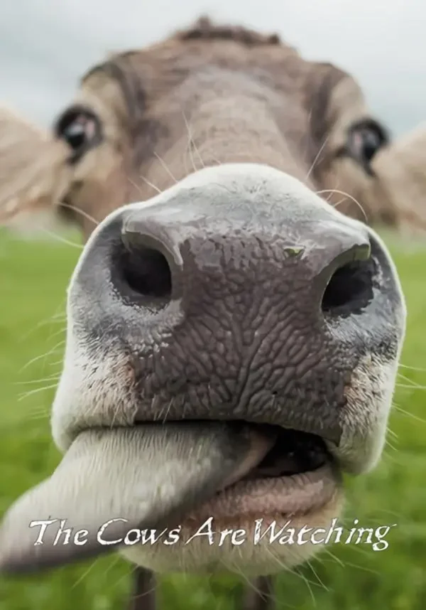 The Cows are watching (STEAM Ключ) Регион: РФ и СНГ