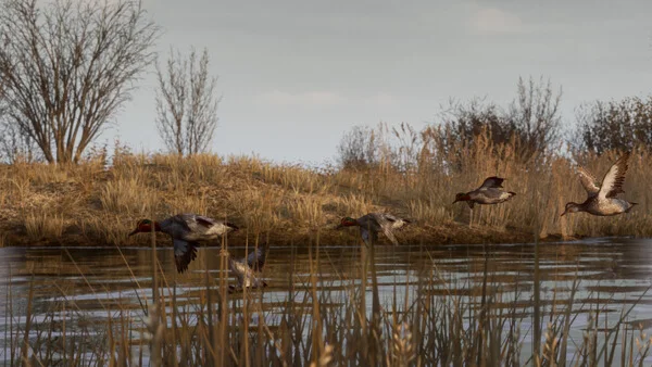 Bult: Hunting simulator✅STEAM GIFT AUTO✅RU+World