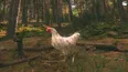 Catch the Chiken (STEAM KEY/REGION FREE)