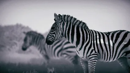 ️ВСЕ СТРАНЫ+РОССИЯ Seclusa STEAM GIFT