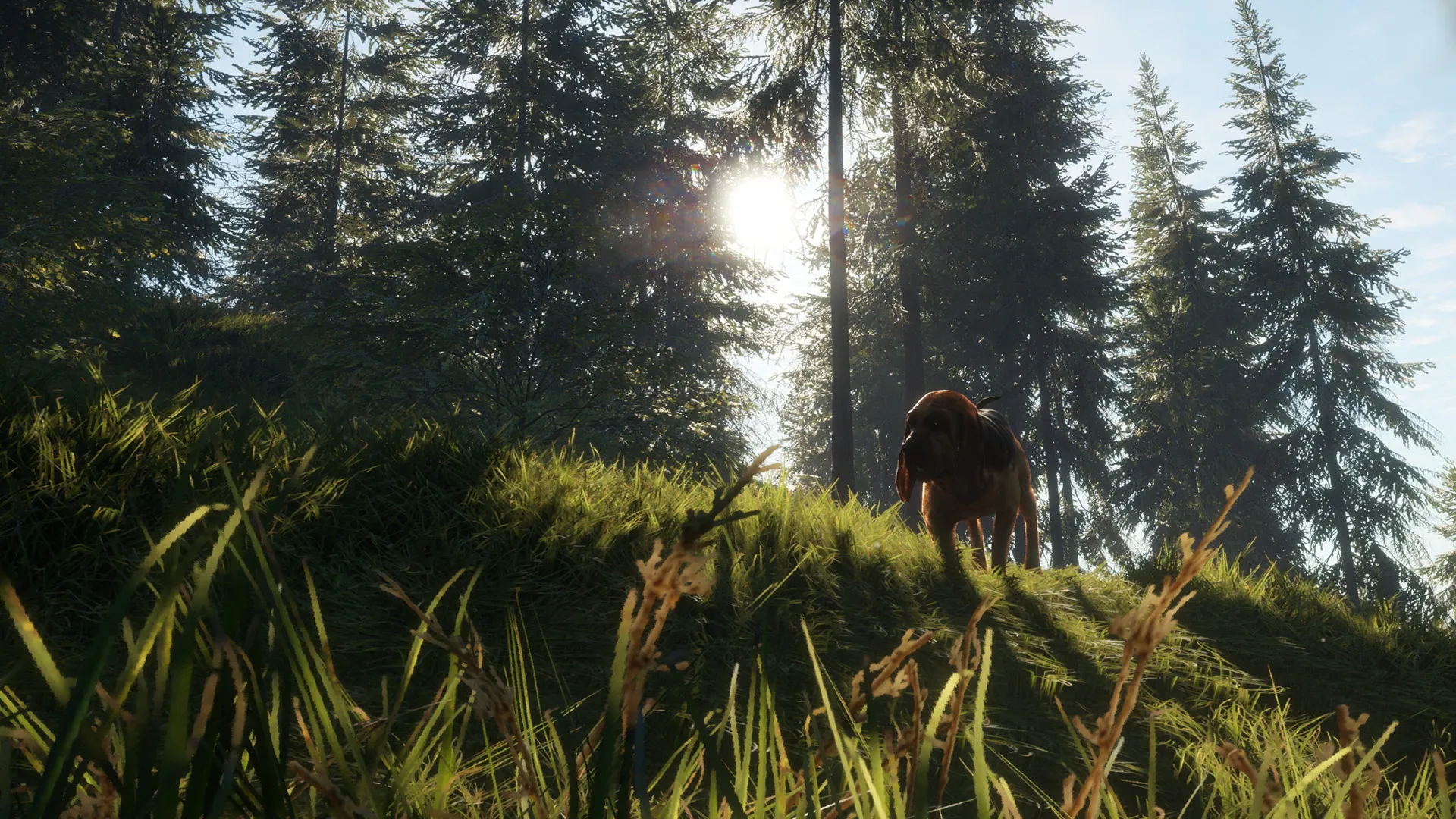 theHunter: Call of the Wild™ - Bloodhound DLC Steam key