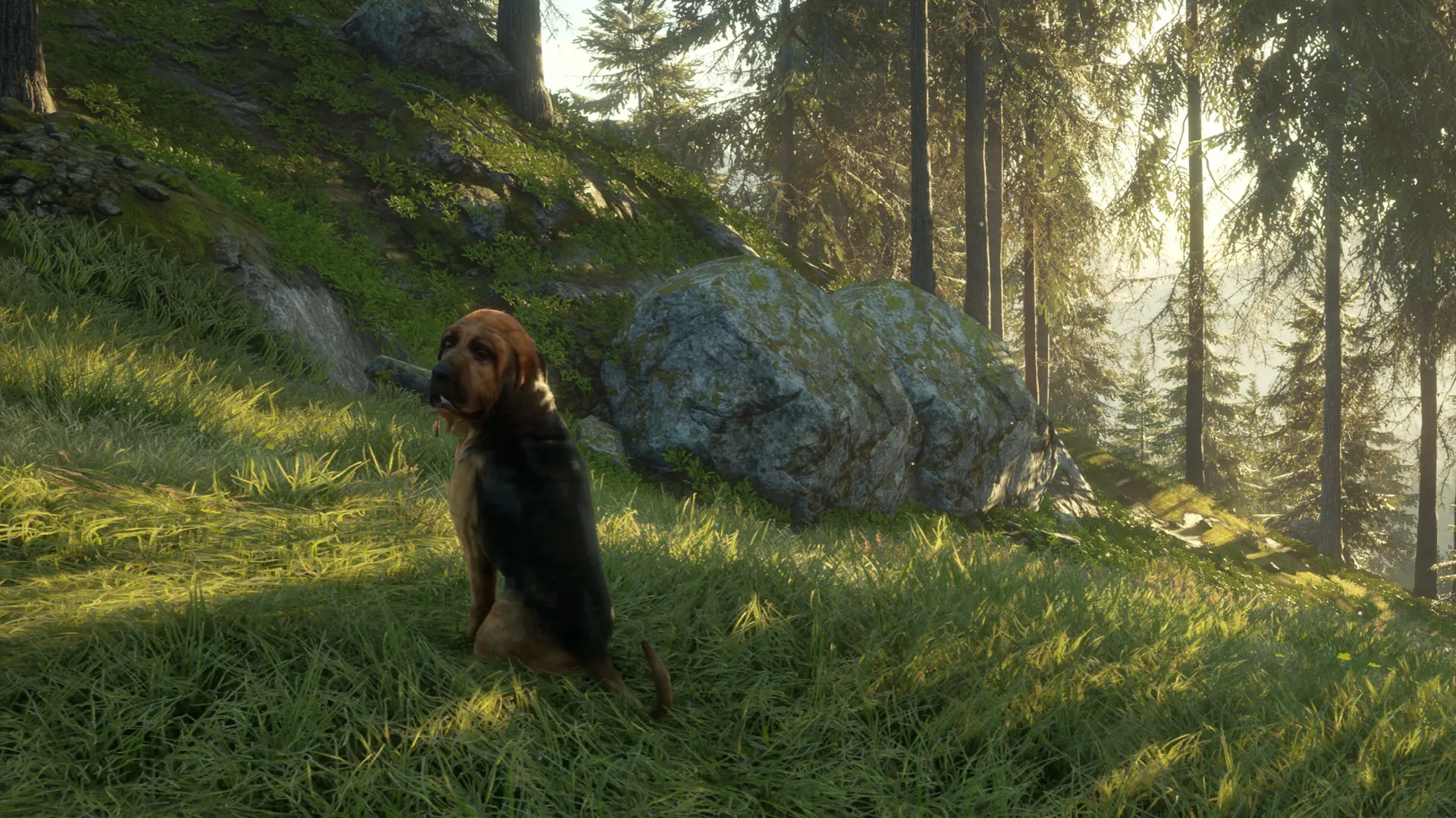 theHunter: Call of the Wild™ - Bloodhound DLC Steam key
